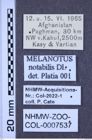 Etiketten zu Melanotus notabilis (NHMW-ZOO-COL-0007537)